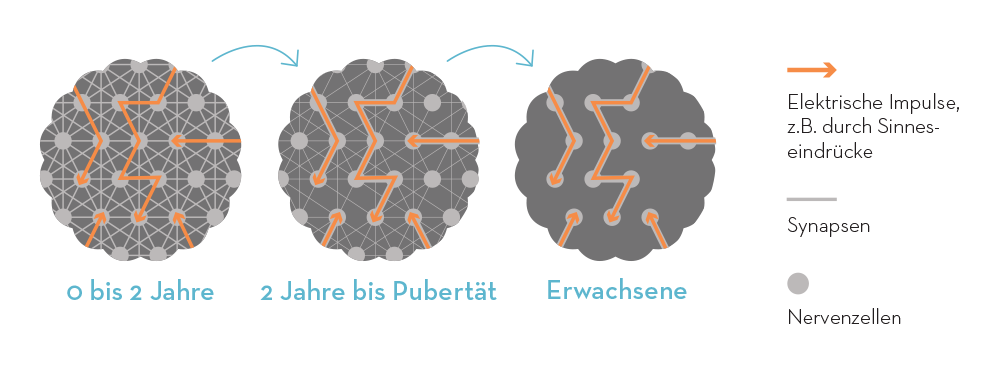 Gehirnentwicklung